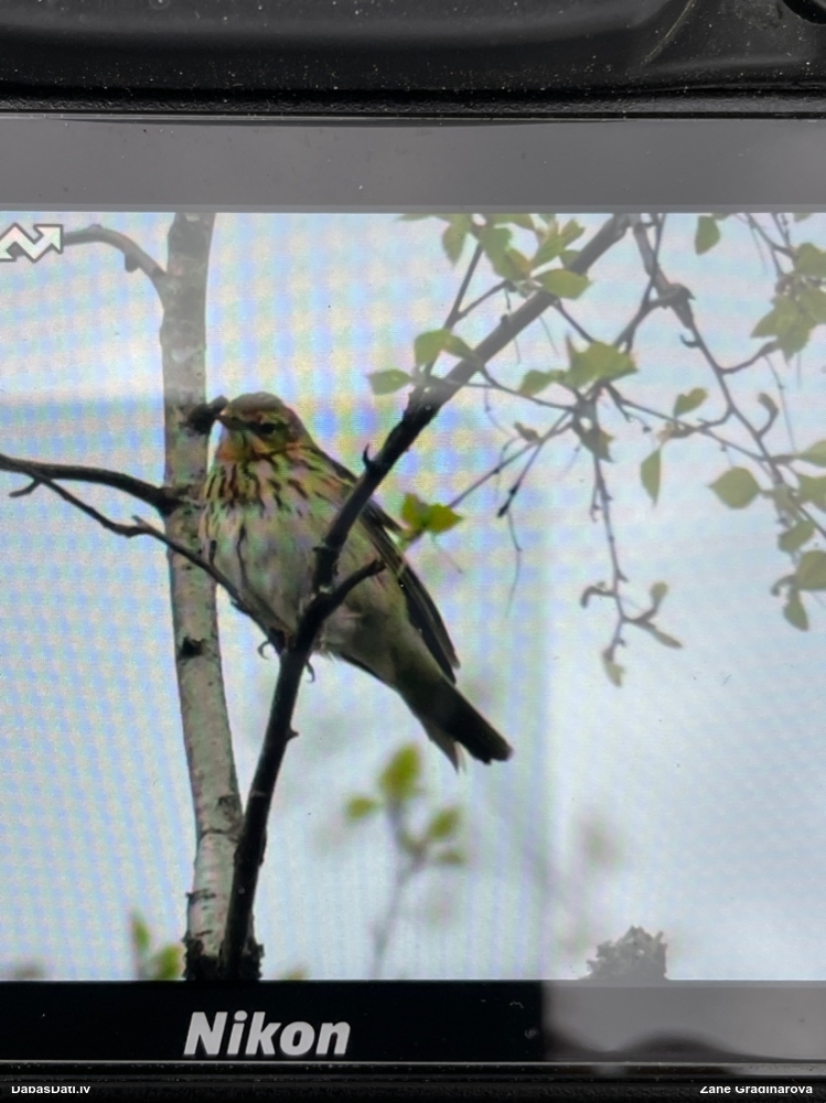 лесной конек