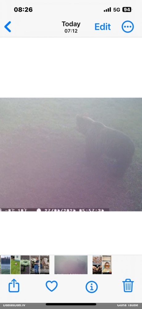 бурый медведь