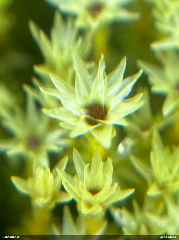 Purva krokvācelīte