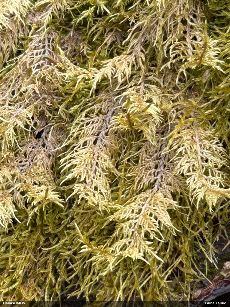 Spīdīgā stāvaine