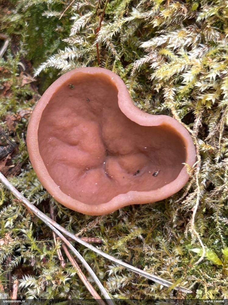 щитовидная дисцина