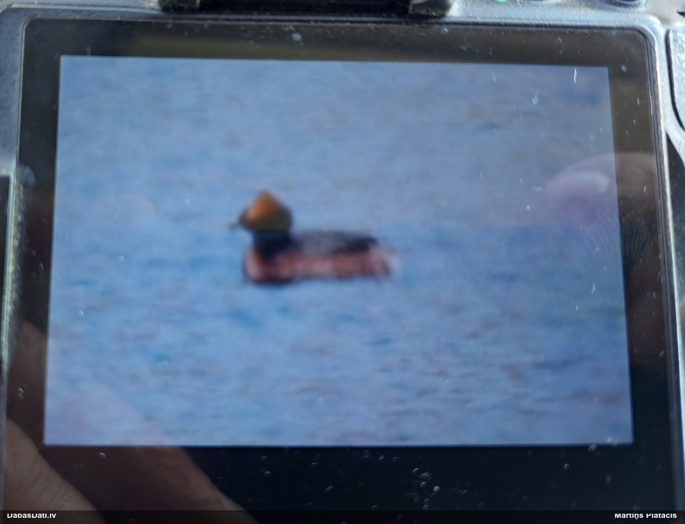 красношейная  поганка