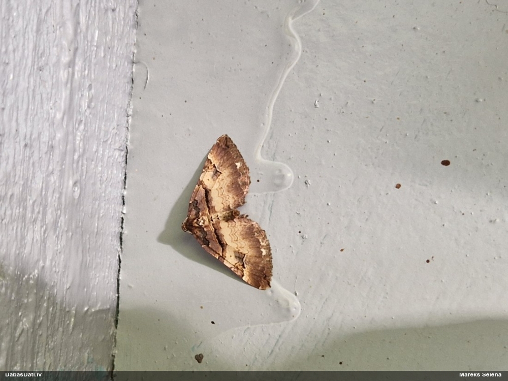 Sprīžmetis Earophila badiata