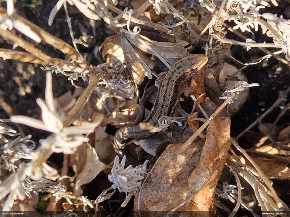 живородящая ящерица