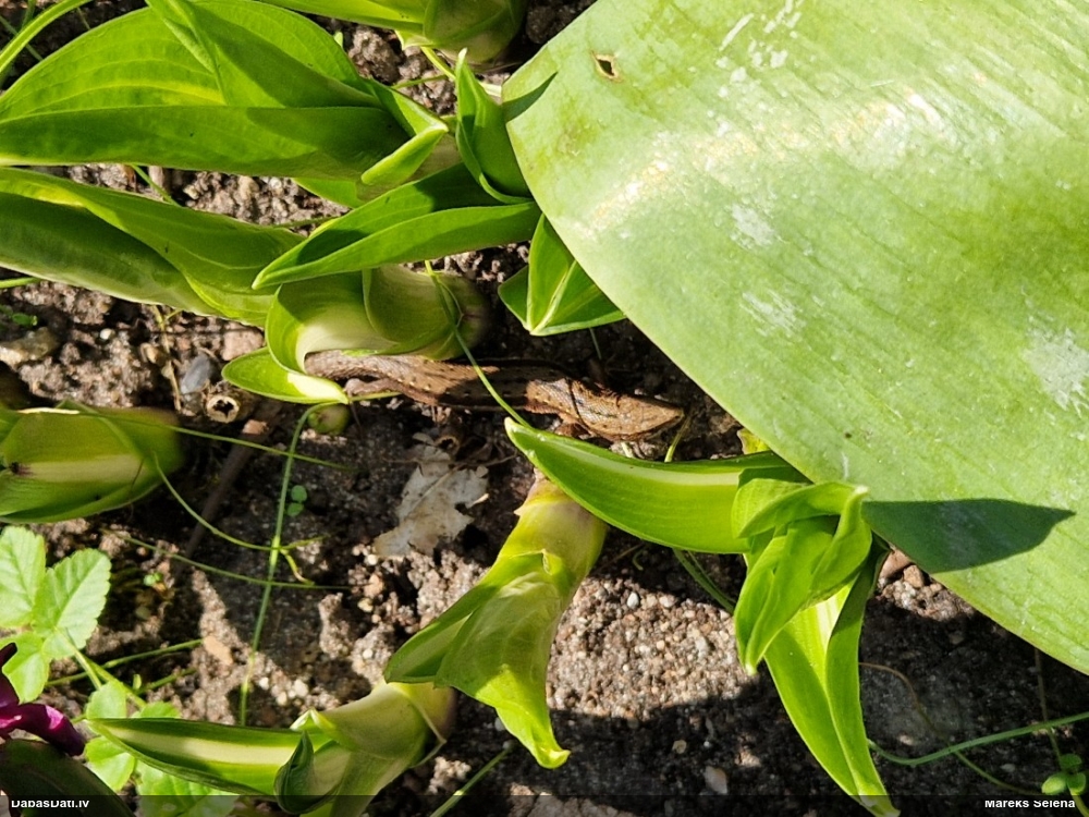 живородящая ящерица