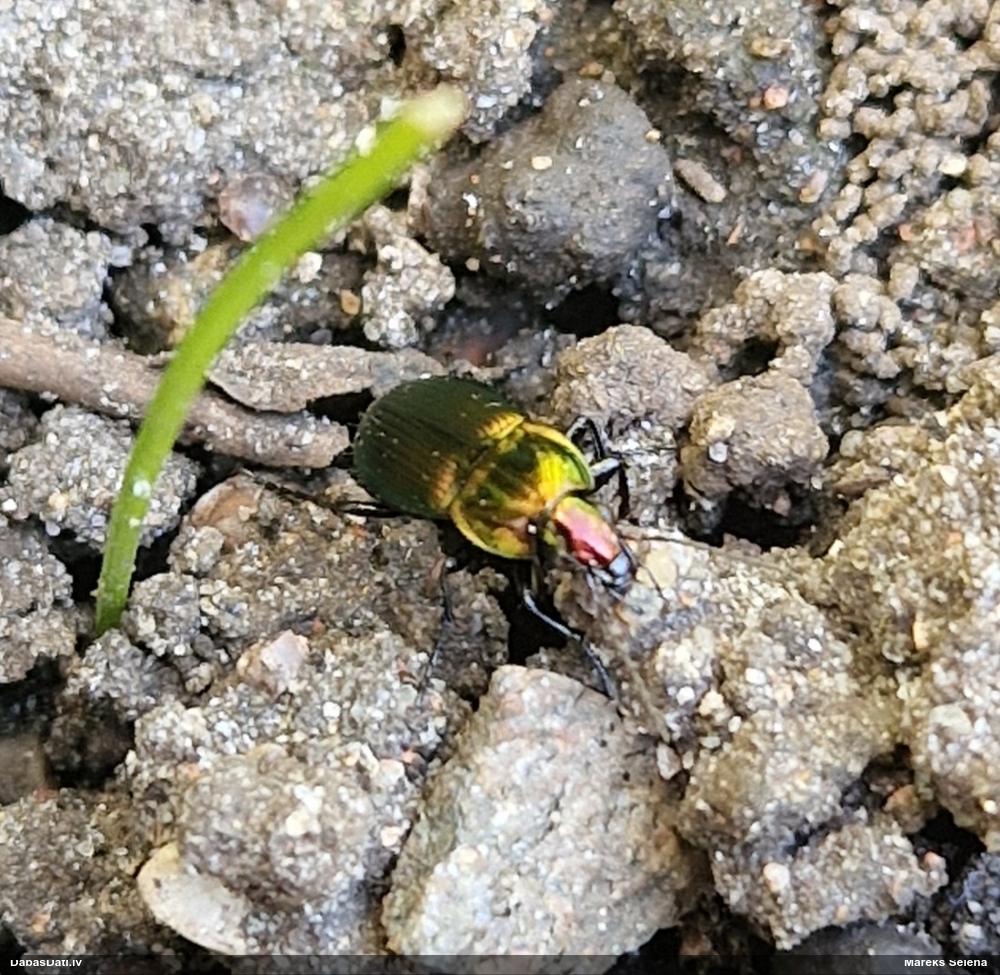 Vara krāsas lauku skrejvabole