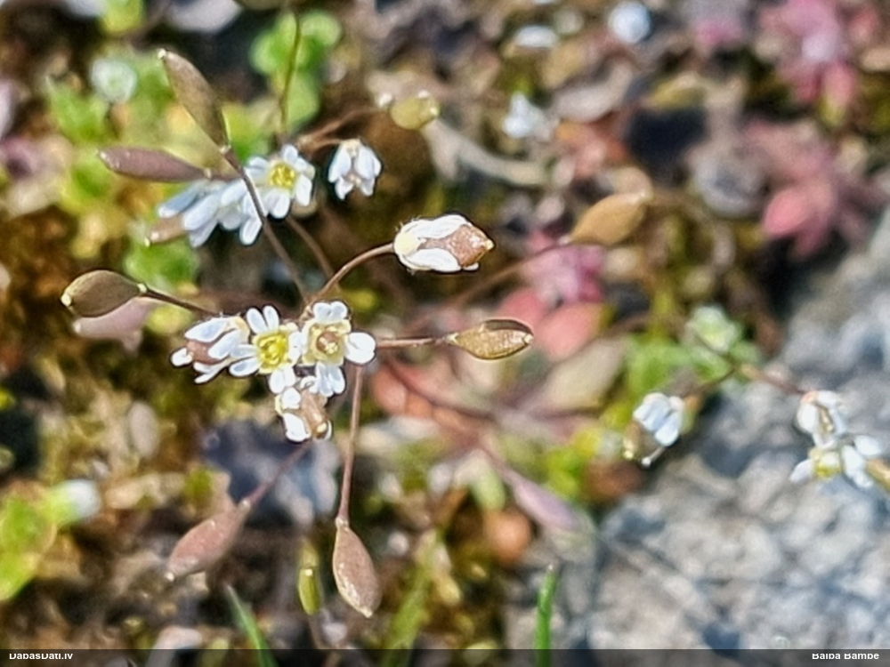 веснянка весенняя