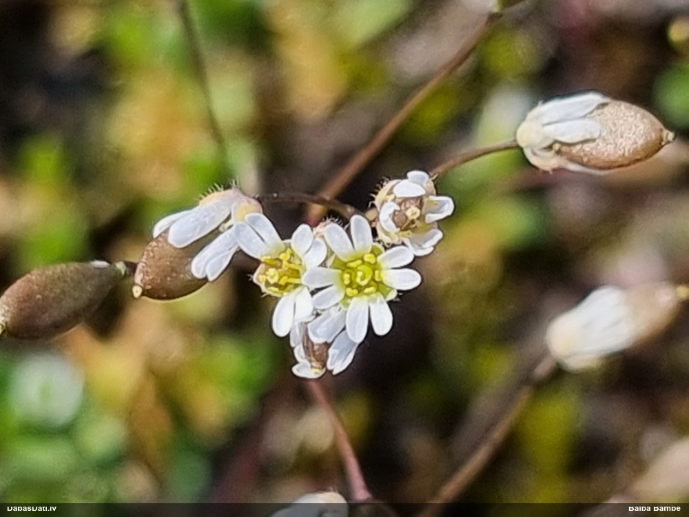 веснянка весенняя