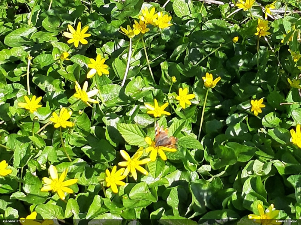 Parastais nātru raibenis