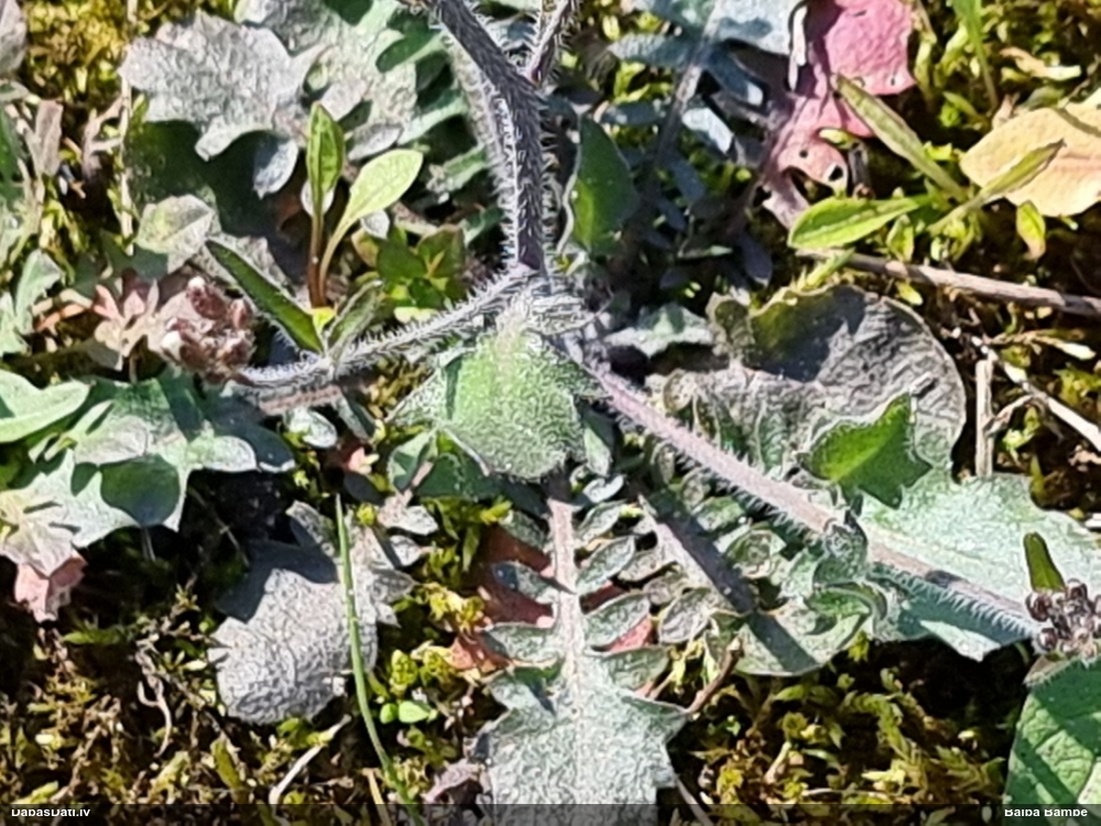 Parastā sīkķērsa