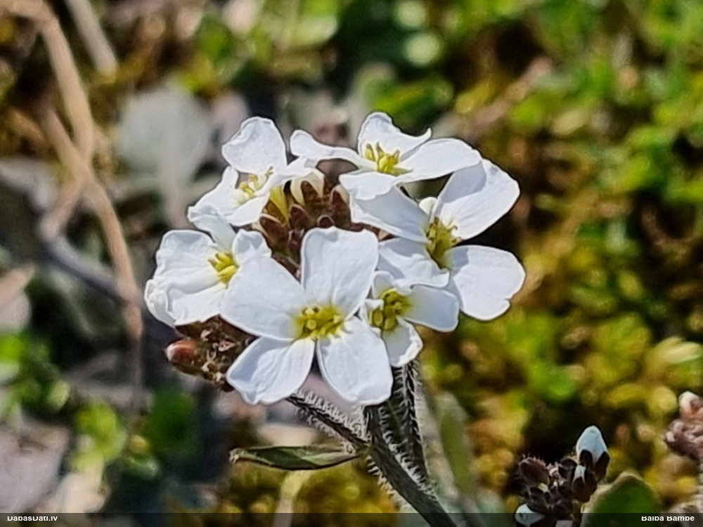 Parastā sīkķērsa