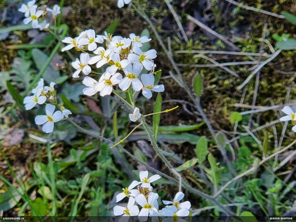 Parastā sīkķērsa