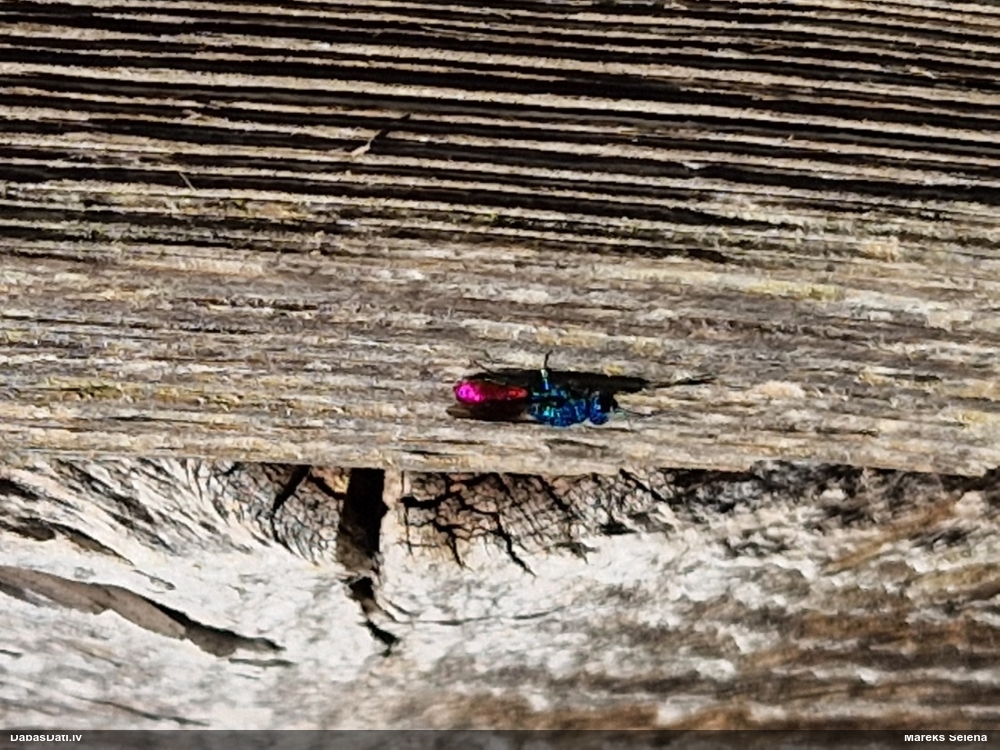 Krāšņlapsene Chrysis sp.