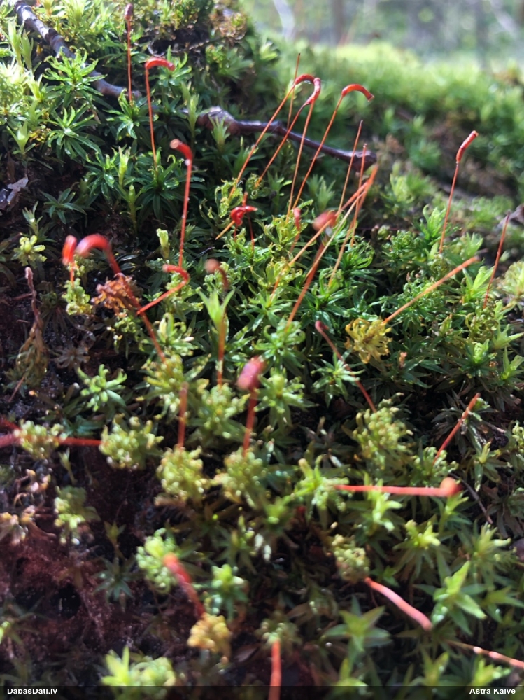 Viļņainā lācīte