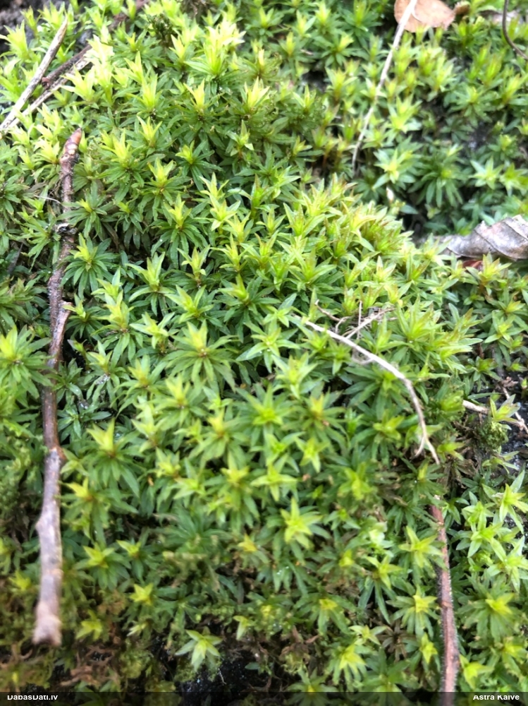 Viļņainā lācīte