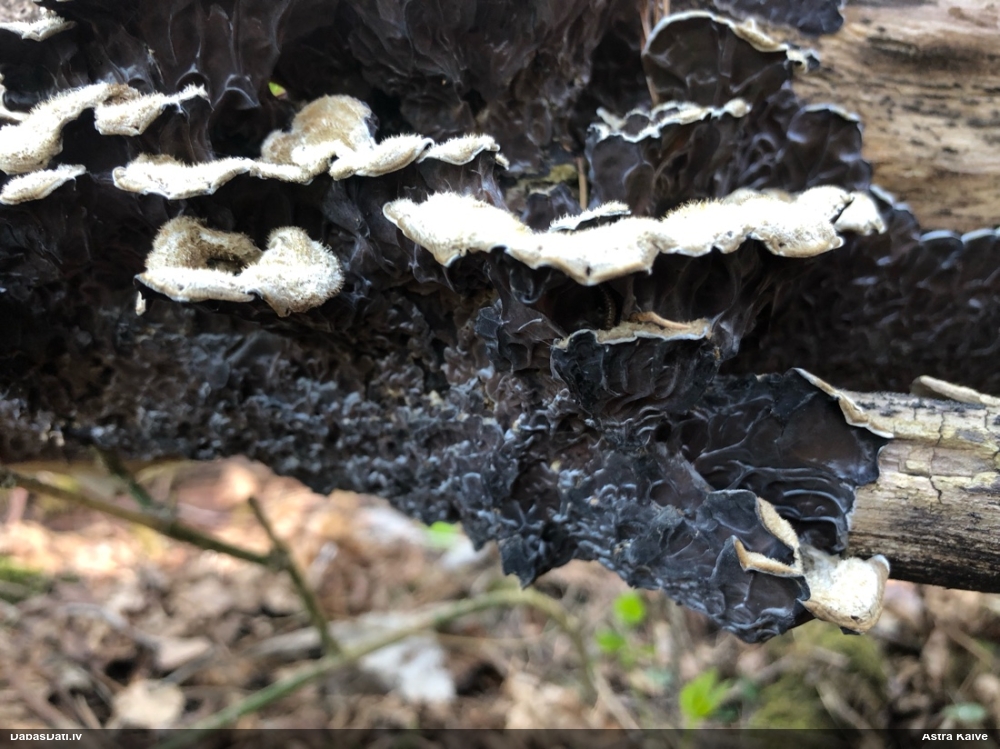 пленчатая аурикулярия