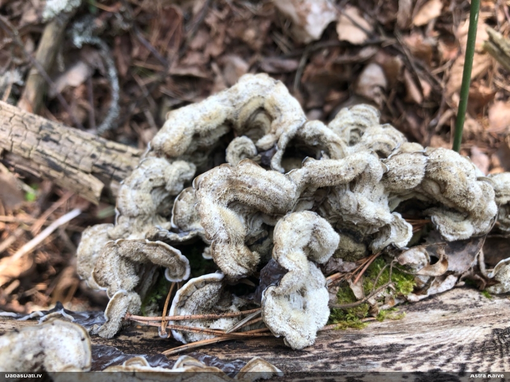 пленчатая аурикулярия