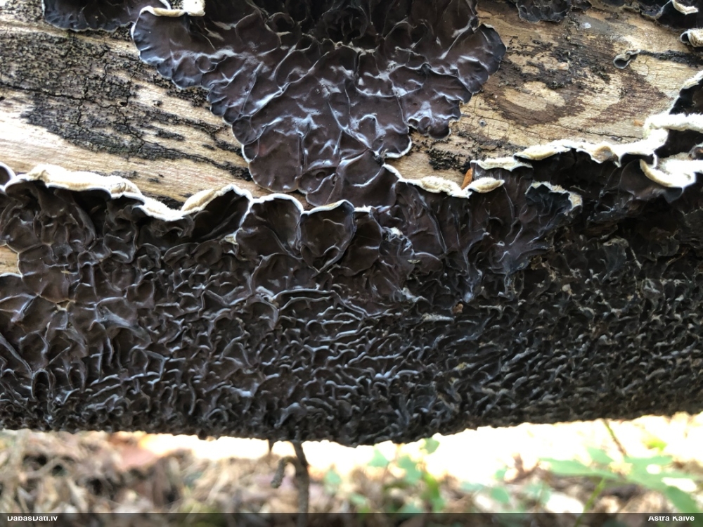 пленчатая аурикулярия