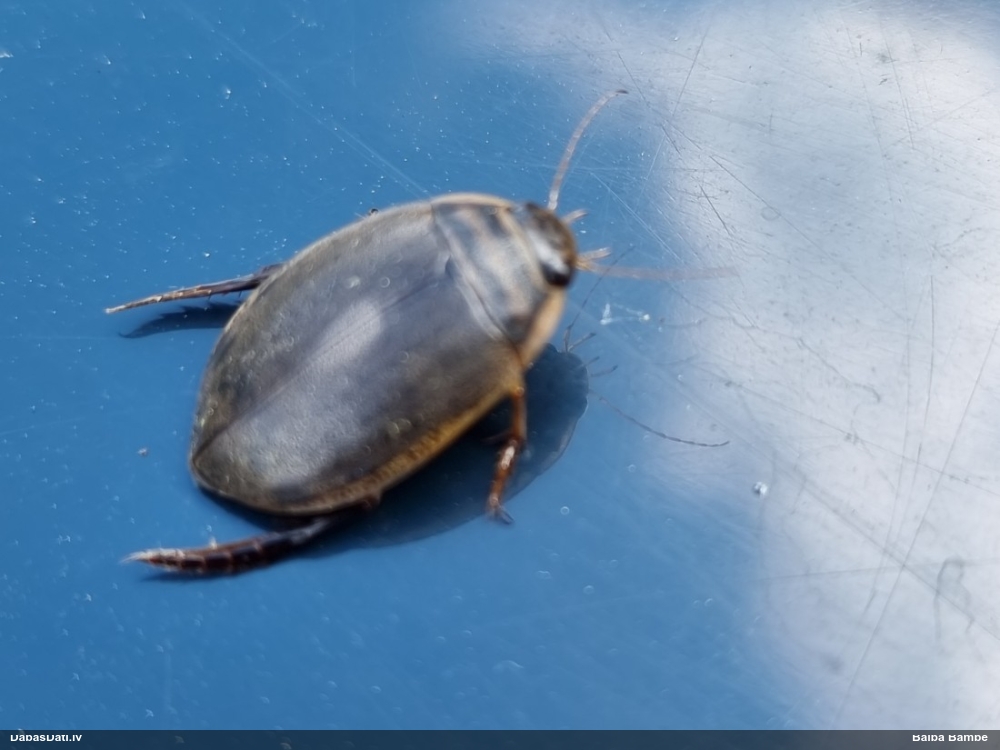 Airvabole Acilius sp.