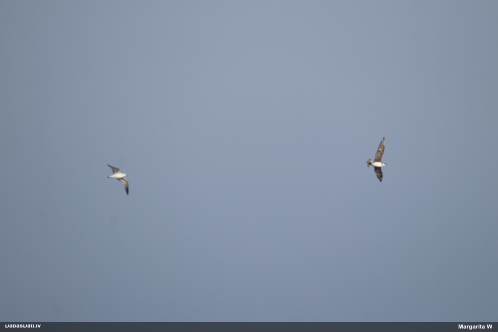 короткохвостый поморник