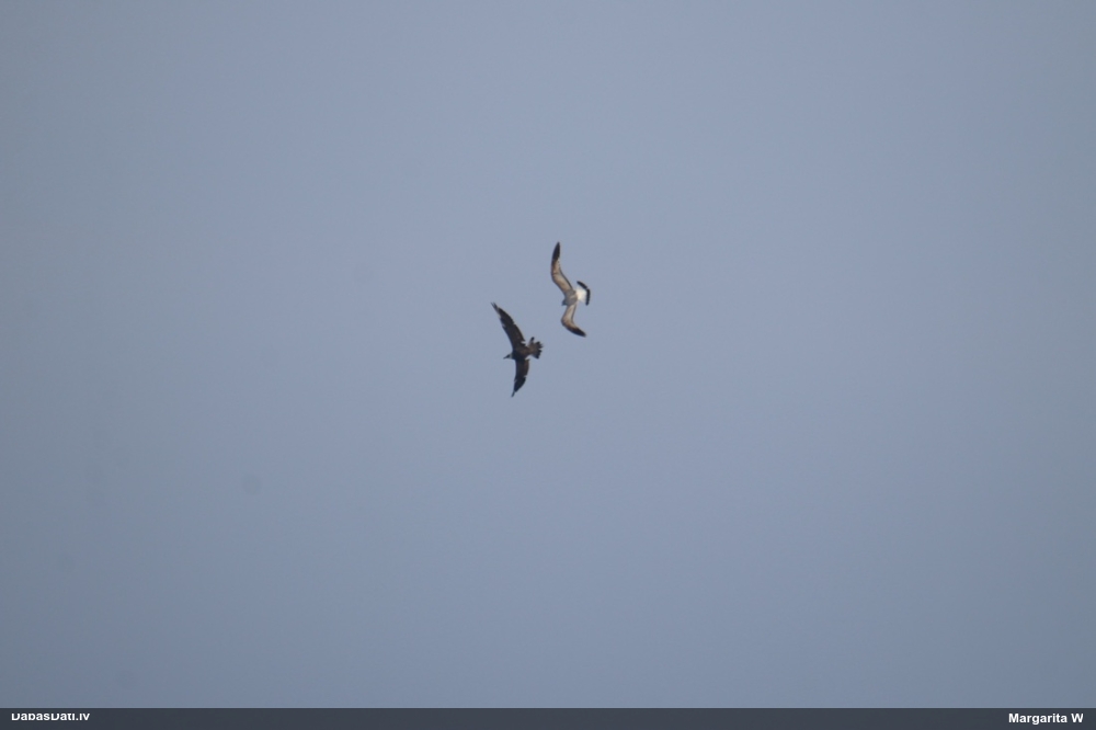 короткохвостый поморник