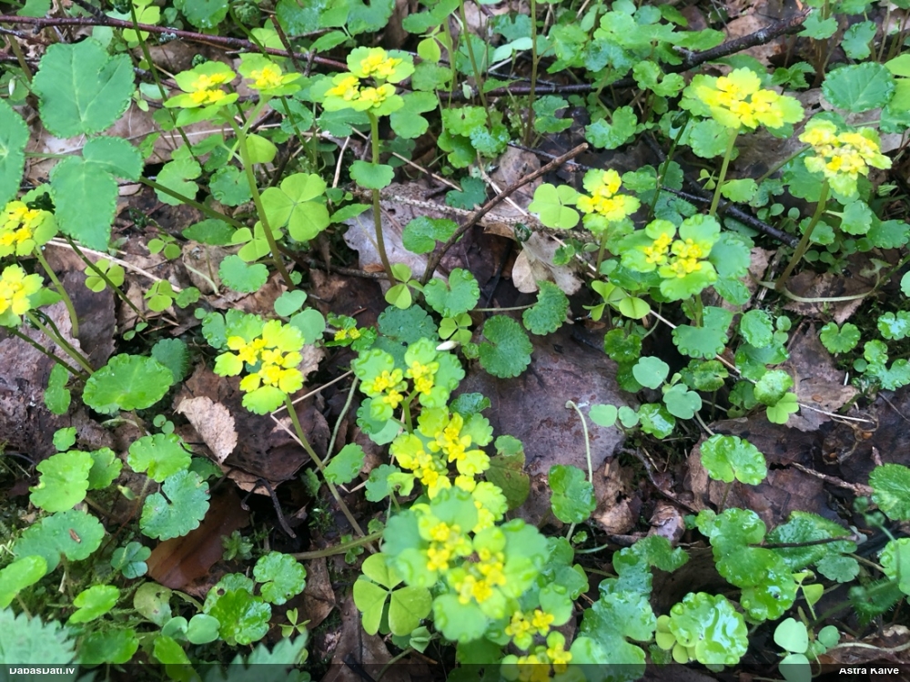 селезеночник обыкновенный