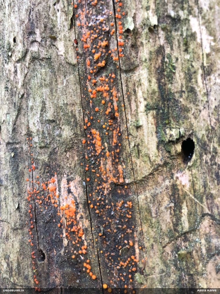 распадающийся дакримицес