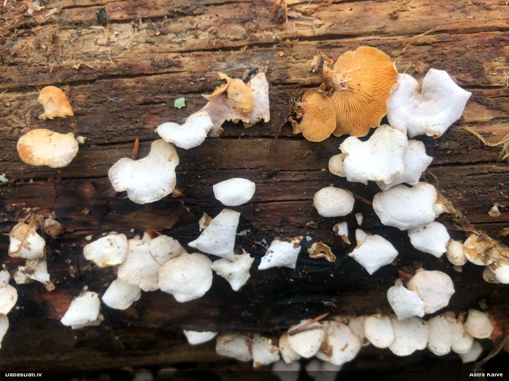 Sūrā pundurkamolene