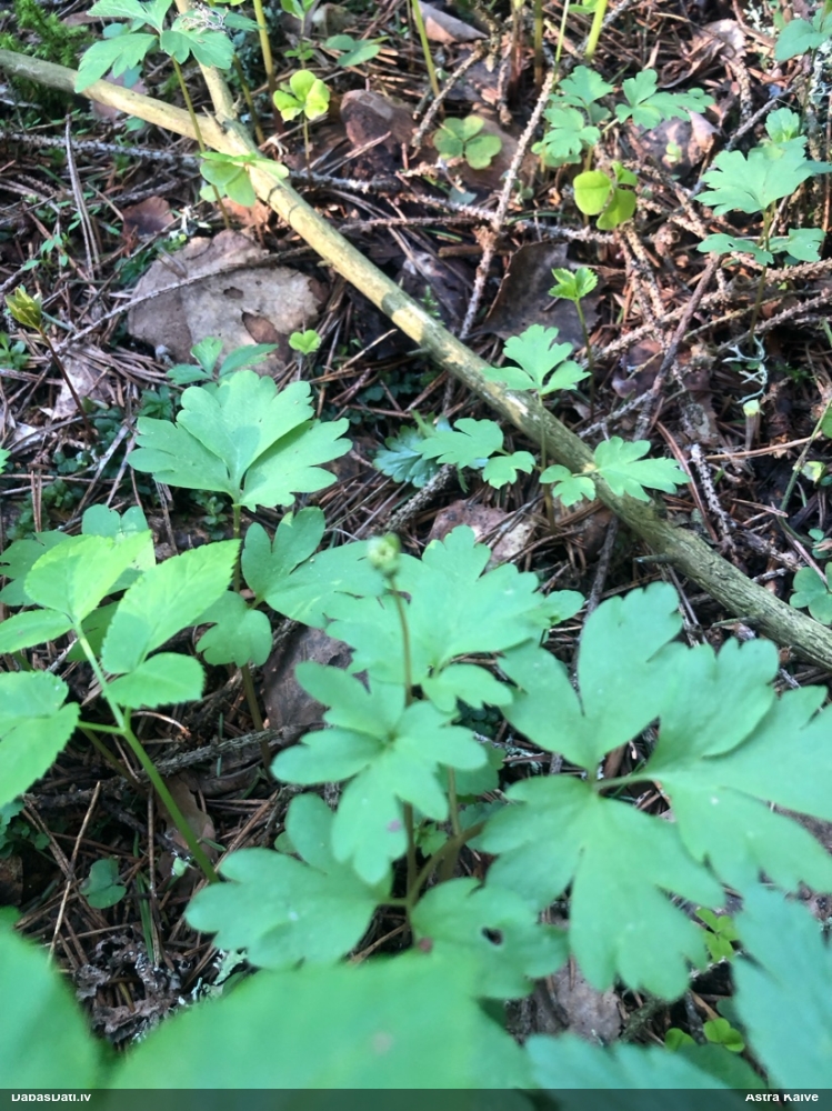 адокса мускусная