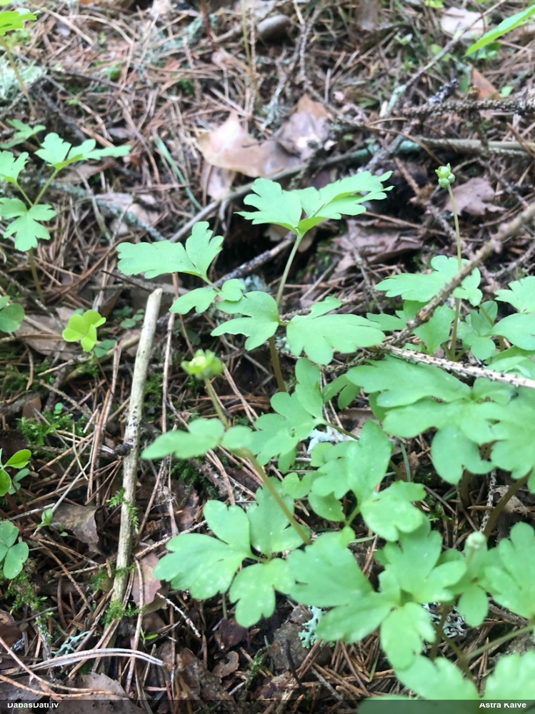 адокса мускусная