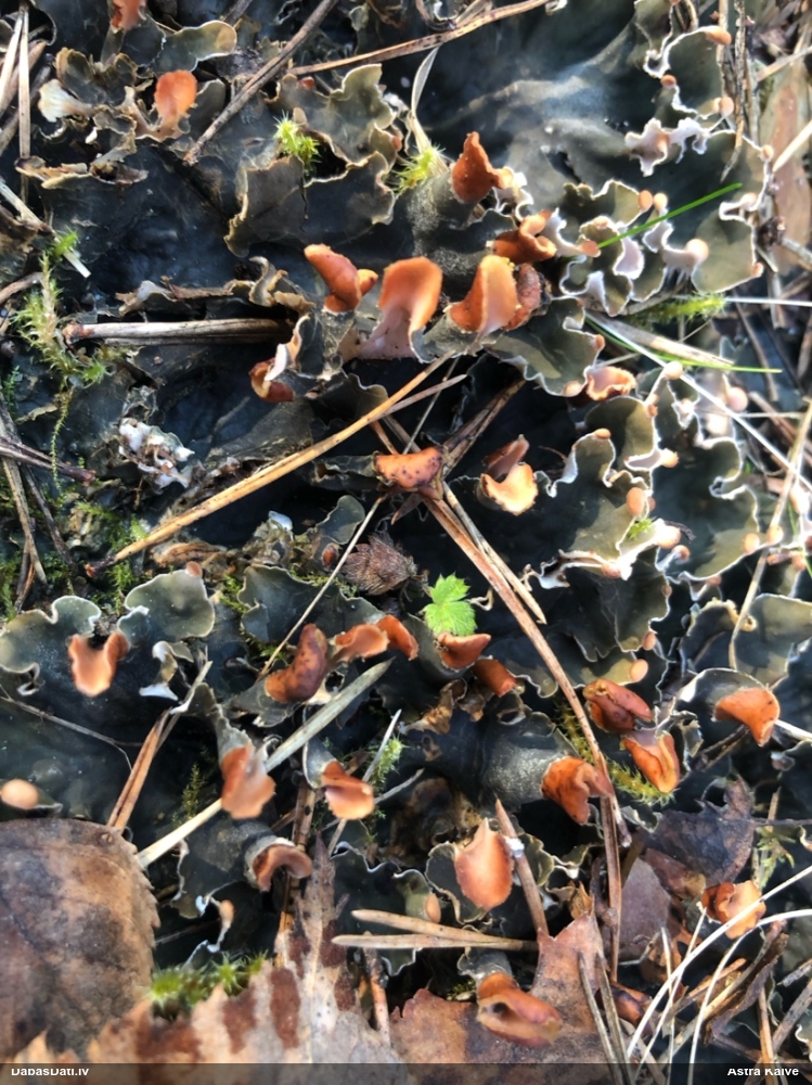 Rūsganā peltīgera