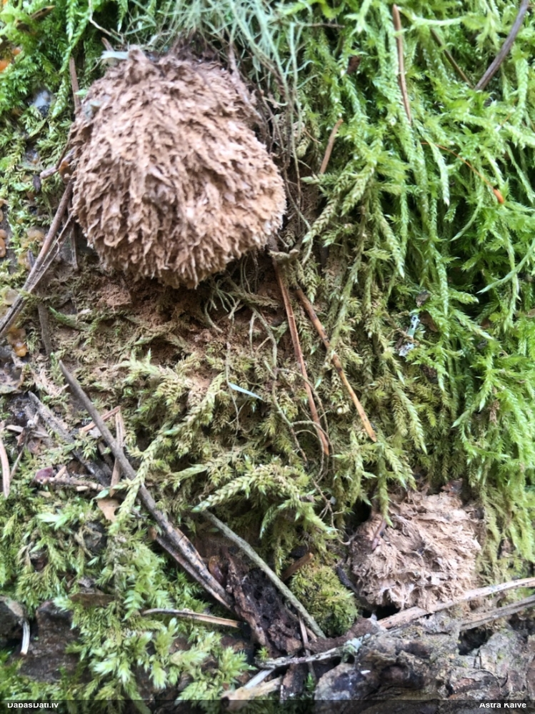 Pūkainā mīkstpiepe