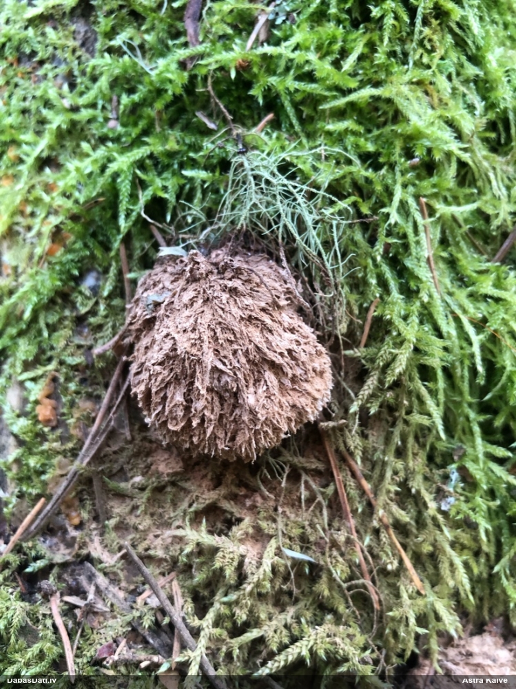 Pūkainā mīkstpiepe