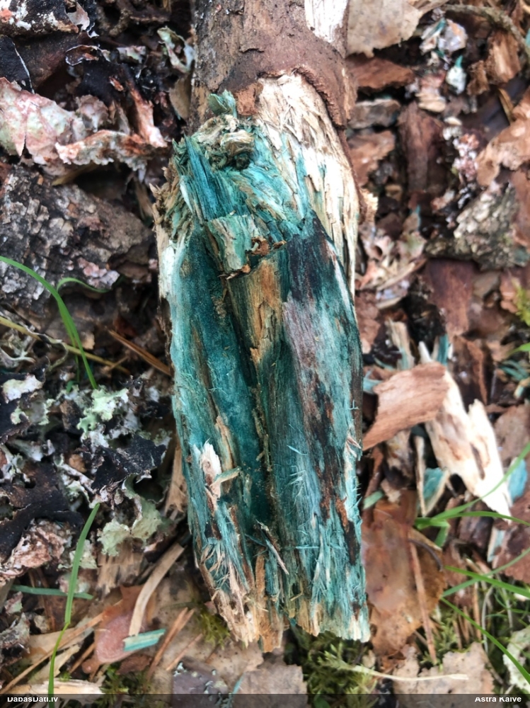 Zilzaļā hlorociborija