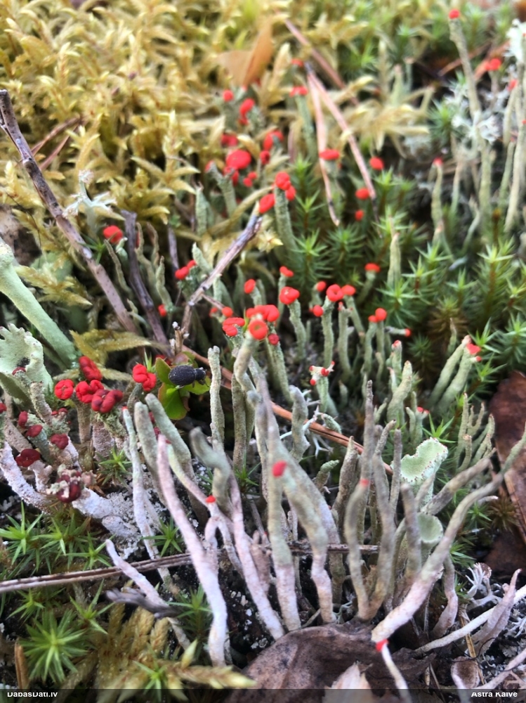 Kladonija (nenoteikta)