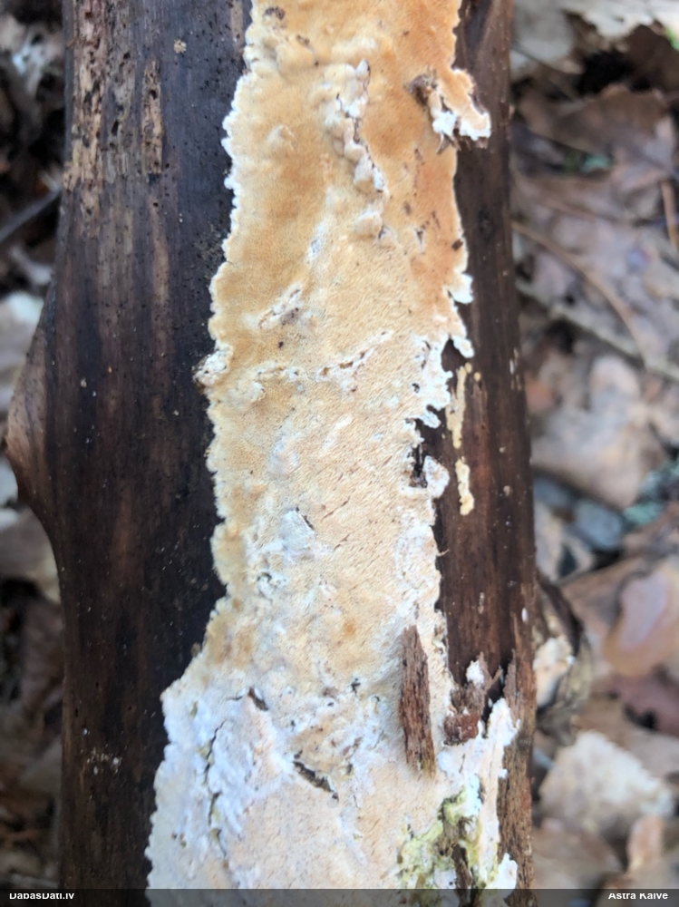 Klājeniska sēne (nenoteikta)