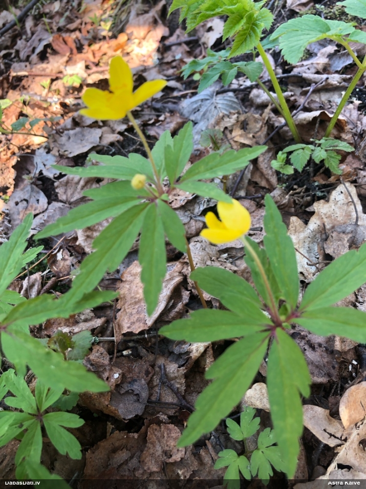 ветреница лютиковая