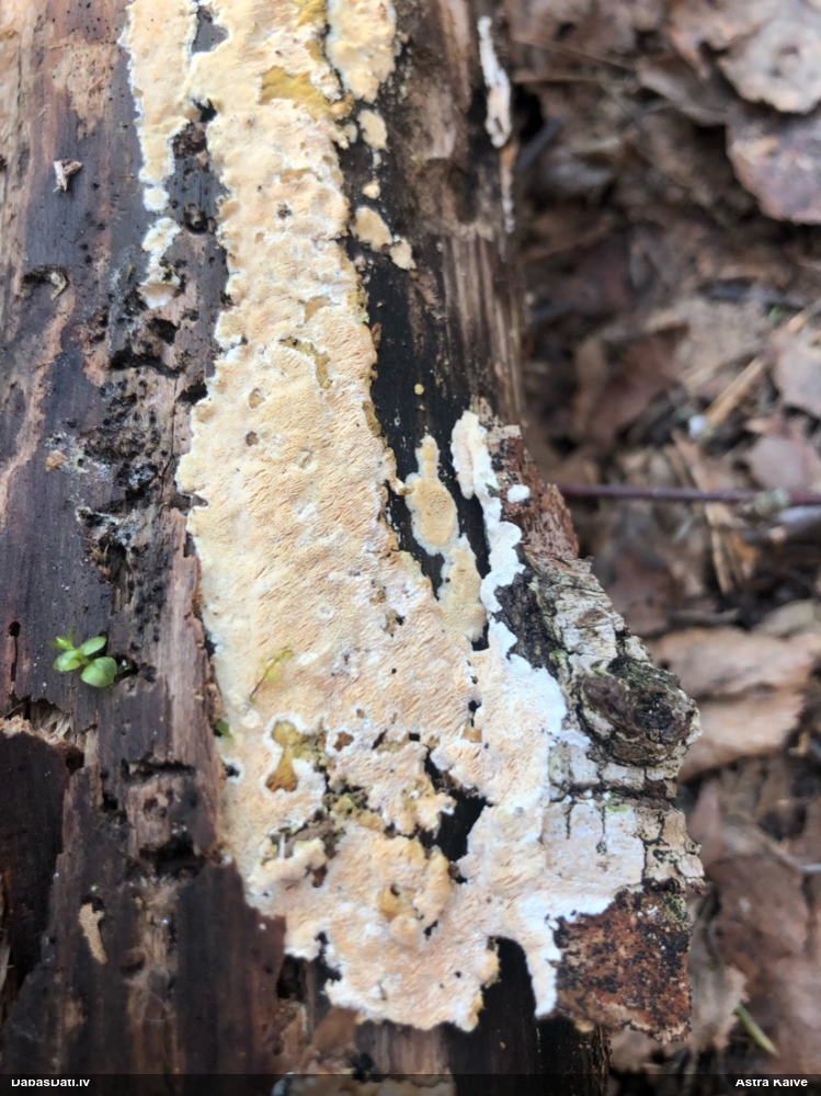 Klājeniska sēne (nenoteikta)