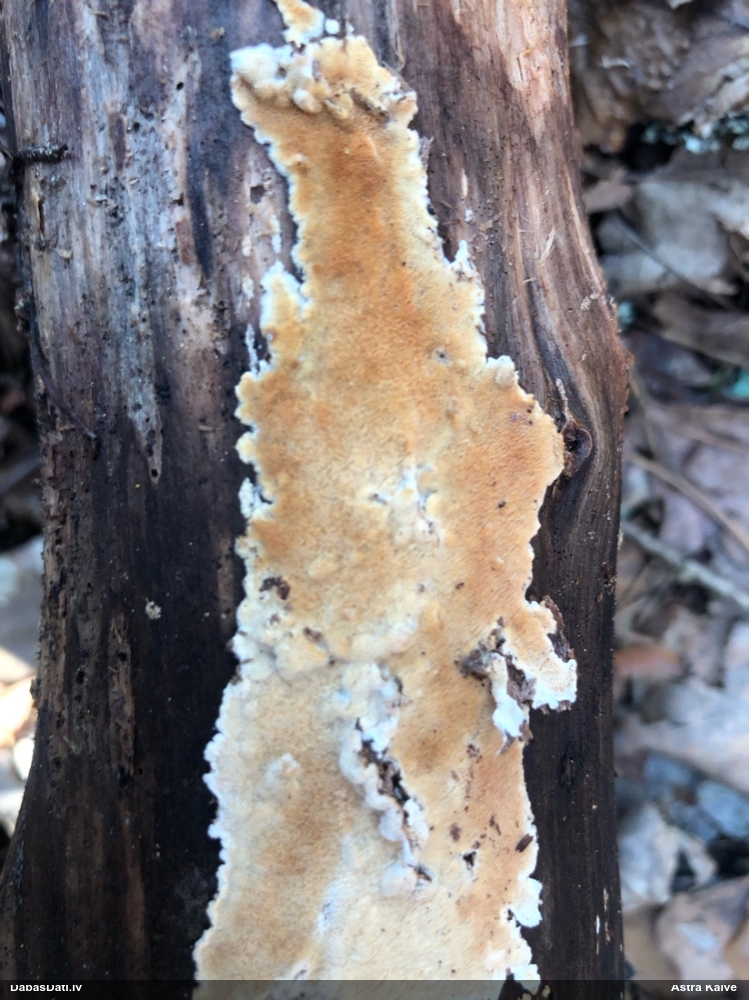 Klājeniska sēne (nenoteikta)