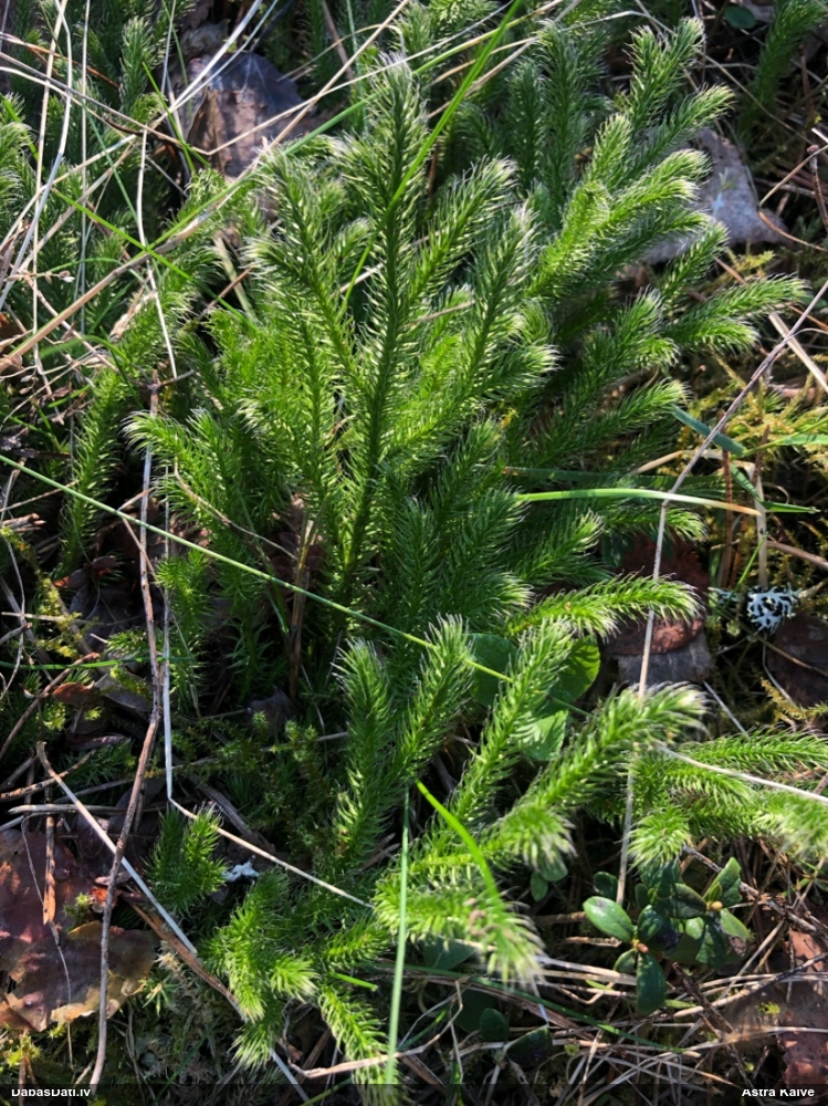 плаун булавовидный