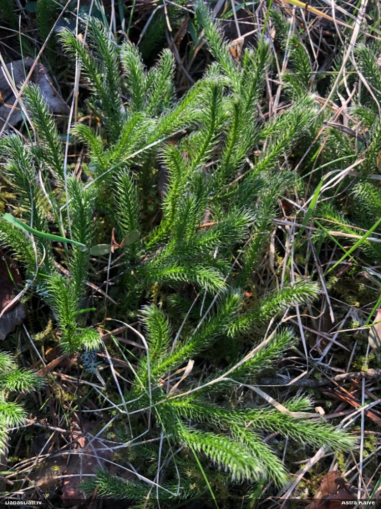 плаун булавовидный