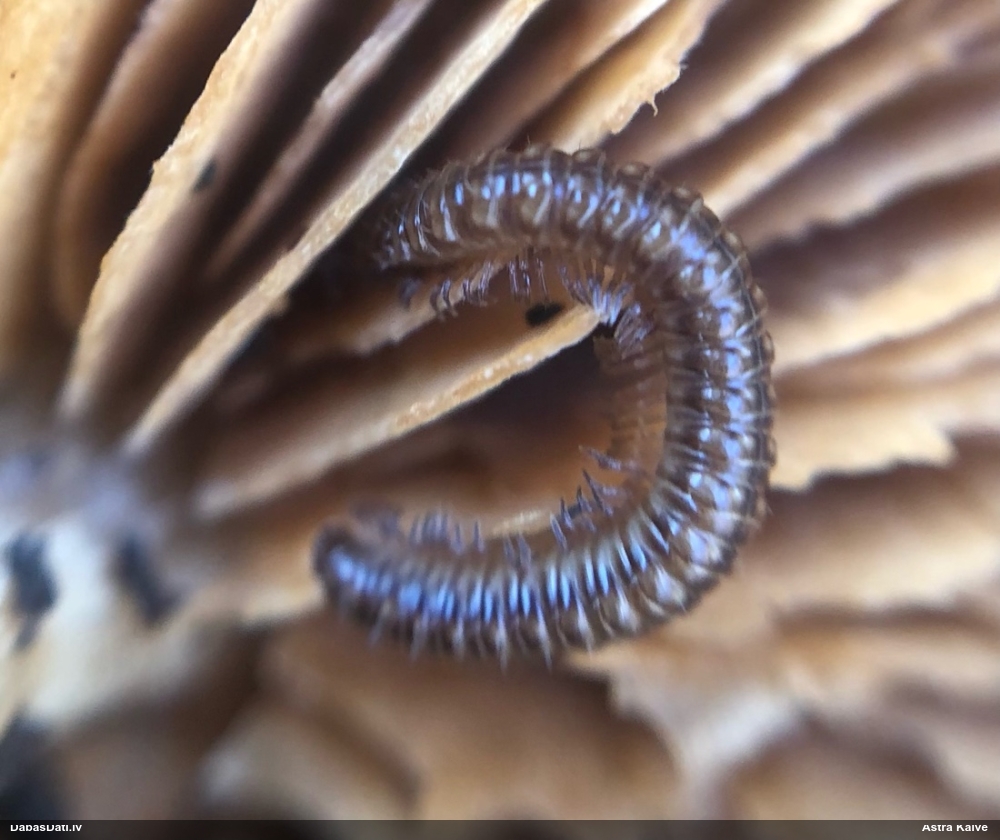 Tūkstoškājis (nenoteikts)