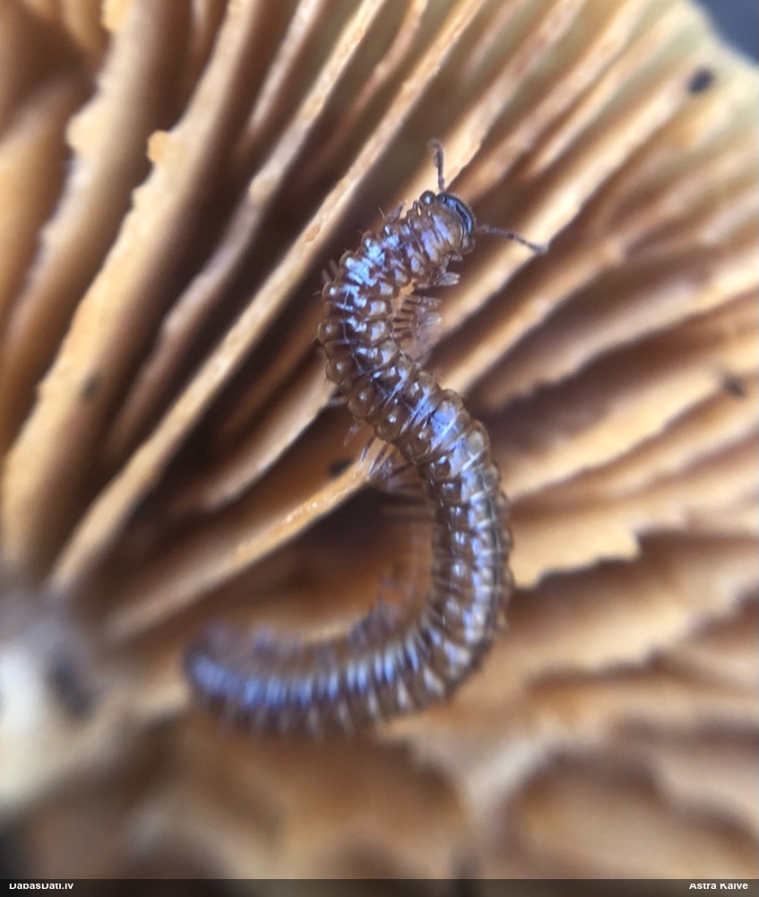 Tūkstoškājis (nenoteikts)