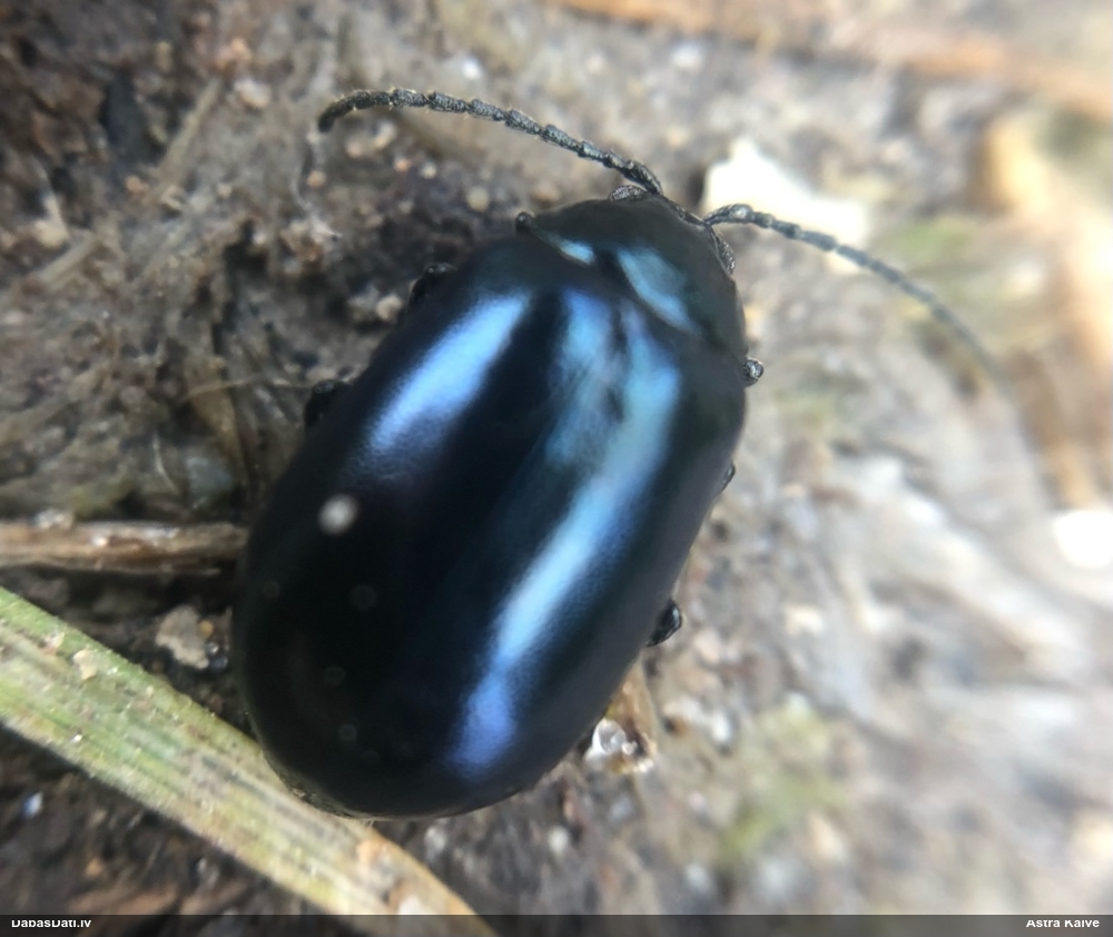 Alkšņu zilais lapgrauzis