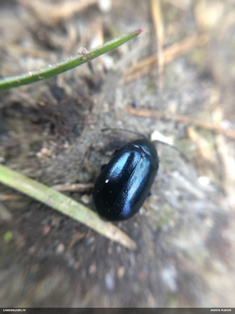 Alkšņu zilais lapgrauzis