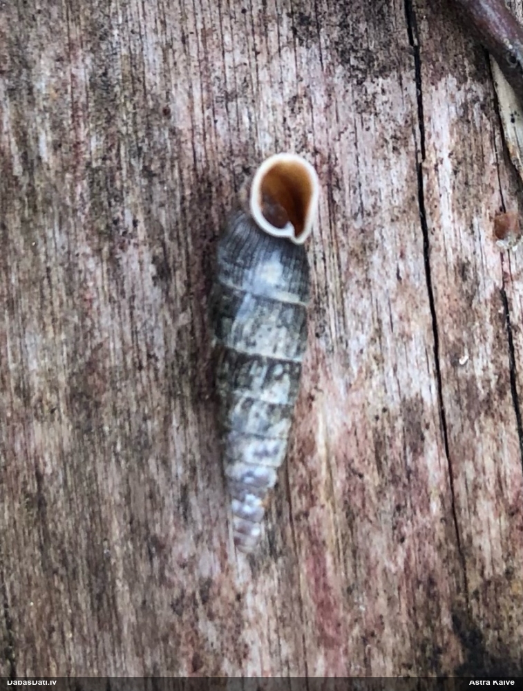 Vārpstiņgliemezis (nenoteikts)