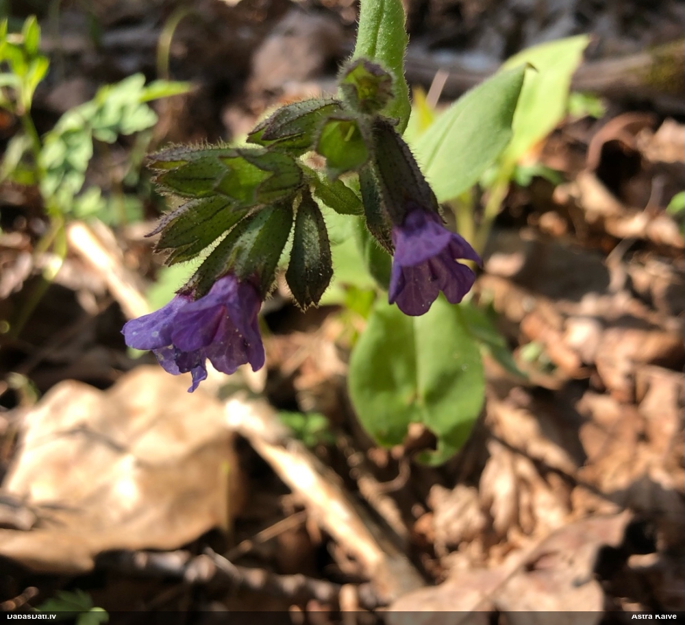 Tumšais lakacis (dziedniecības, ārstniecības lakacis)