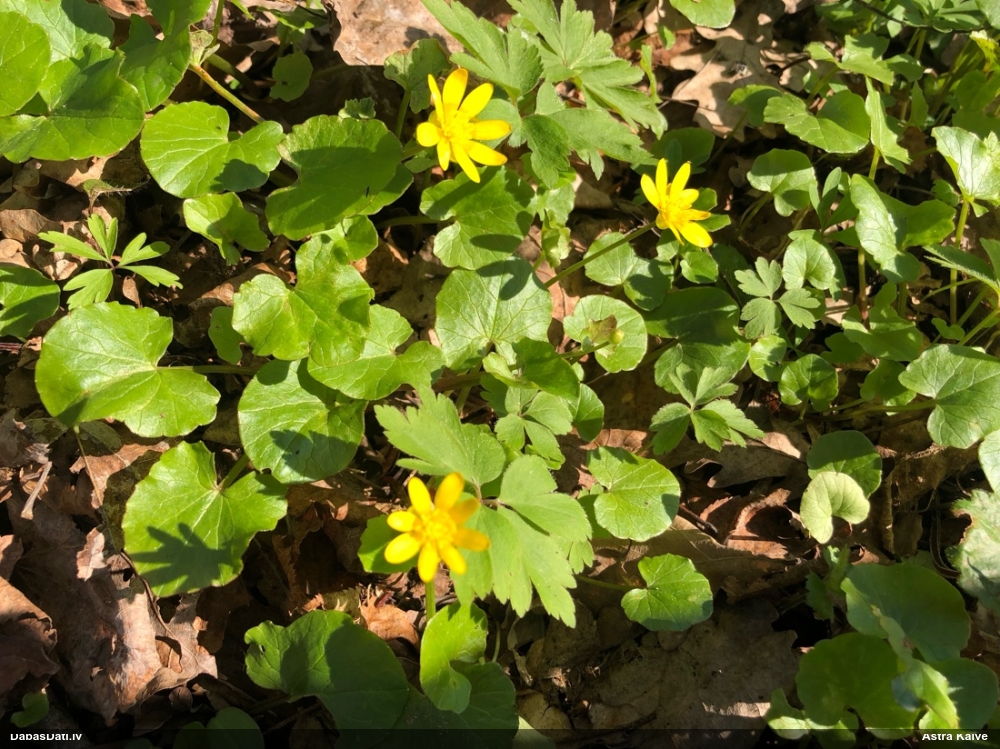 чистяк весенний