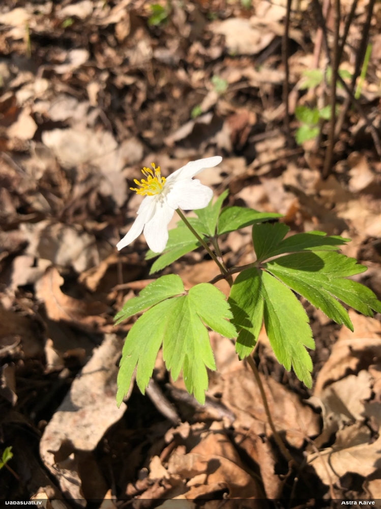 ветреница белая