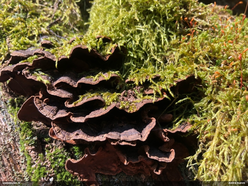 Ozolu brūnsvārcene